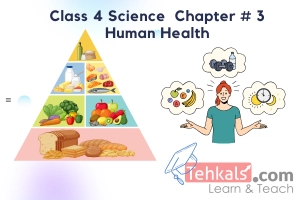 Class 4 Science MCQs Chapter 3